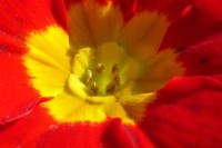 结庐彩云间丨荷花十里，清风鉴水，明月天衣