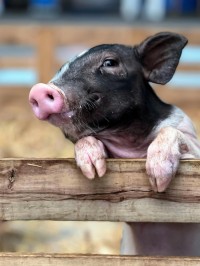 小香猪是谁的昵称？揭秘小香猪背后的故事和含义